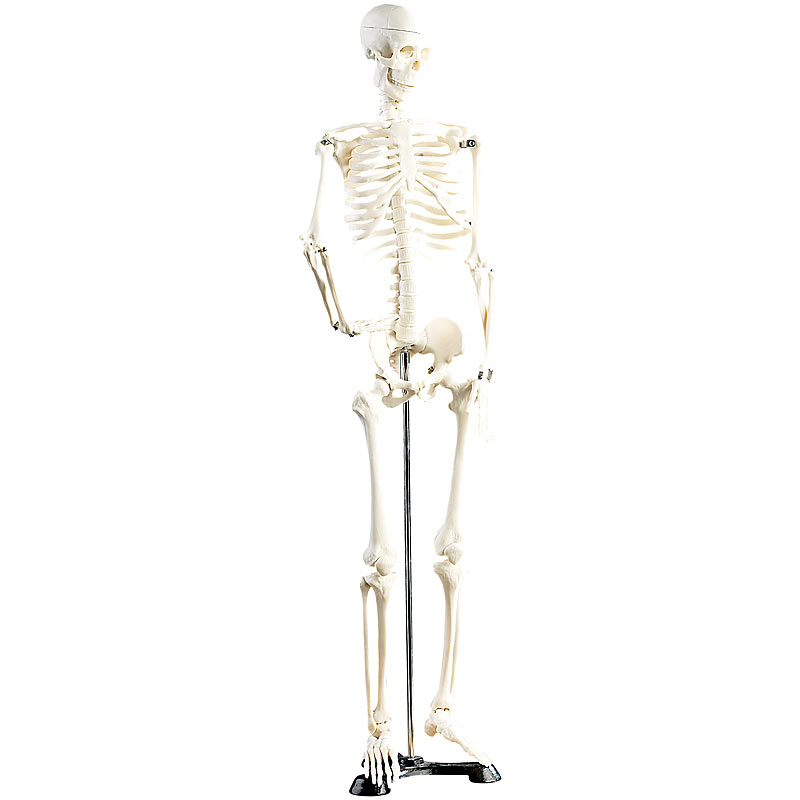 Original Lehrmittel Anatomie Skelett auf Ständer, 85 cm